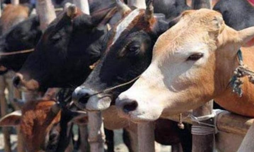 പശു സംരക്ഷണ ബില്ലിനൊരുങ്ങി അസം സർക്കാർ