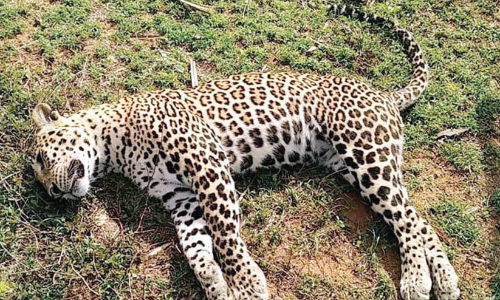 പു​ലി​ക​ളു​ടെ മ​ര​ണം വി​ഷം ക​ഴി​ച്ച പ​ട്ടി​യെ തി​ന്ന​തു​മൂ​ല​മെ​ന്ന്​ സം​ശ​യം