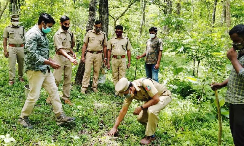 വയനാട് വന്യജീവി സങ്കേതത്തിൽ മുളങ്കാടുകൾ തണലിടും