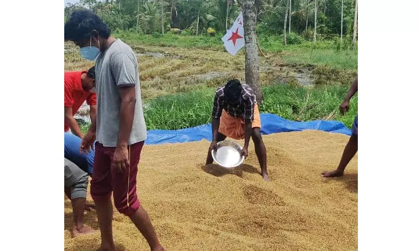 കര്‍ഷകര്‍ ക്വാറൻറീനില്‍: വിളവെടുത്ത് ഡി.വൈ.എഫ്.ഐ. പ്രവര്‍ത്തകര്‍
