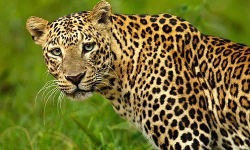 വന്യമൃഗശല്യം രൂക്ഷം; ഉറക്കം നഷ്​ടപ്പെട്ട്​ നാട്​