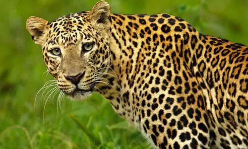 വന്യമൃഗശല്യം രൂക്ഷം; ഉറക്കം നഷ്​ടപ്പെട്ട്​ നാട്​