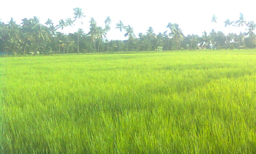 ചാത്തന്നൂർ ഏലകളിൽ വിളഞ്ഞ 80,000 കിലോ നെല്ല്​    സിവിൽ സപ്ലൈസ് കോർപറേഷന്​ കൈമാറി