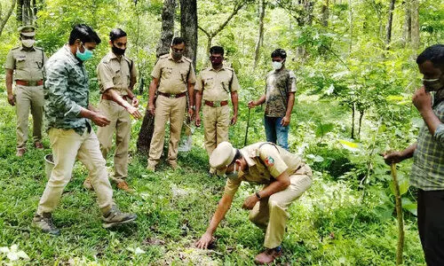 വയനാട് വന്യജീവി സങ്കേതത്തിൽ മുളങ്കാടുകൾ തണലിടും