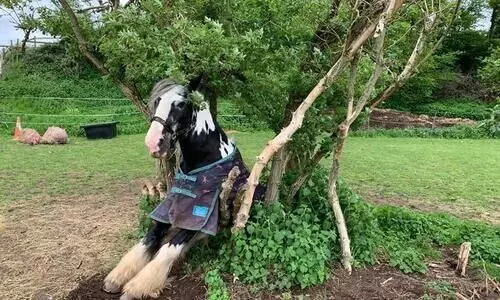 horse gets wedged between trees