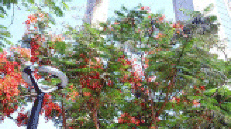 മൂന്നുവർഷത്തിനിടെ ദുബൈ മുനിസിപ്പാലിറ്റി നട്ടത് രണ്ടുലക്ഷം ചെടികൾ മൂന്നുവർഷത്തിനിടെ ദുബൈ മുനിസിപ്പാലിറ്റി നട്ടത് രണ്ടുലക്ഷം ചെടികൾ