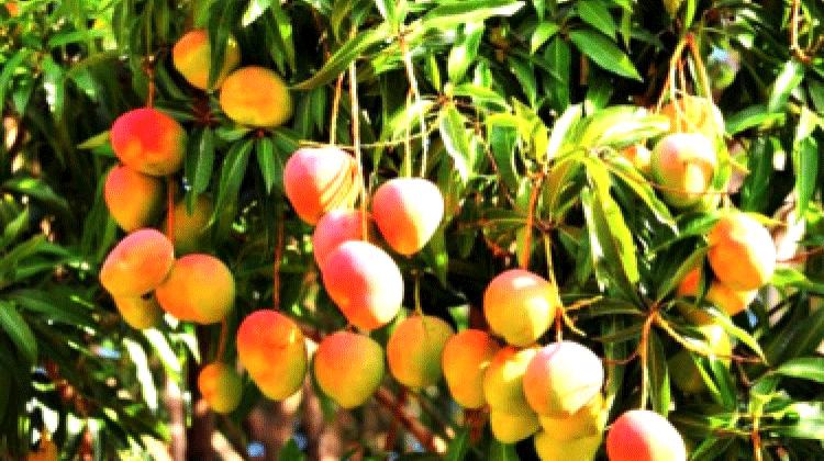 ഖു​ൻ​ഫു​ദ​യി​ൽ മാ​മ്പ​ഴ വി​ള​വെ​ടു​പ്പ്​ തു​ട​ങ്ങി