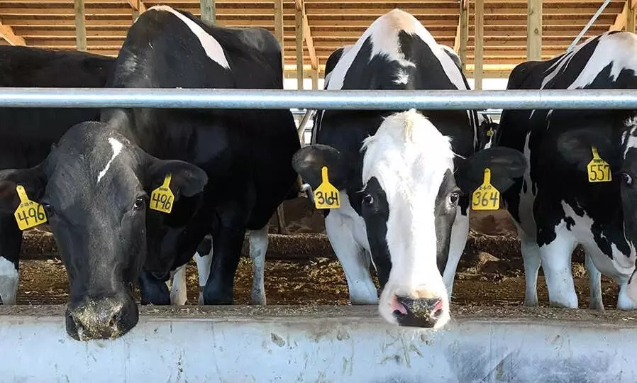 ലക്ഷദ്വീപിലെ സർക്കാർ ഡയറി ഫാമുകള്‍ അടച്ചുപൂട്ടാന്‍ ഉത്തരവ്