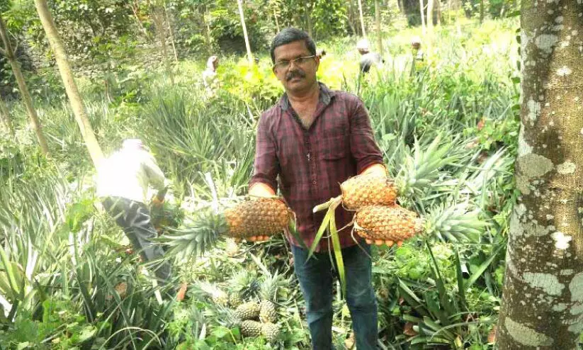 pineapple cultivation