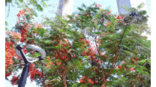 മൂന്നു​വർഷത്തിനിടെ ദുബൈ മുനിസിപ്പാലിറ്റി നട്ടത്​ രണ്ടുലക്ഷം ചെടികൾ