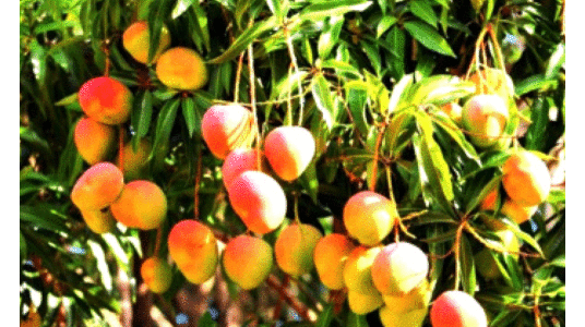 ഖു​ൻ​ഫു​ദ​യി​ൽ മാ​മ്പ​ഴ വി​ള​വെ​ടു​പ്പ്​ തു​ട​ങ്ങി