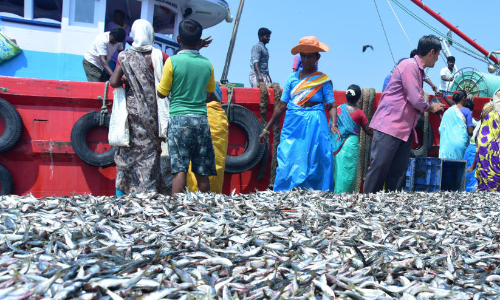വള്ളങ്ങൾ കടലിൽ പോയി; ഫ്രഷ് മീനെത്തും