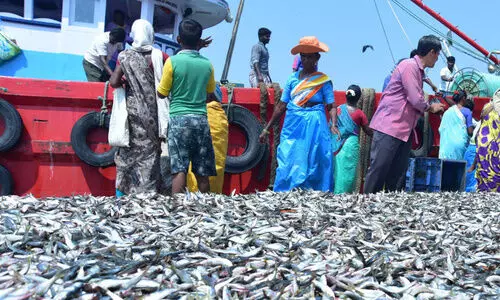 വള്ളങ്ങൾ കടലിൽ പോയി; ഫ്രഷ് മീനെത്തും വള്ളങ്ങൾ കടലിൽ പോയി; ഫ്രഷ് മീനെത്തും