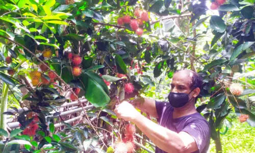 വിലയിടിവില്‍ വലഞ്ഞ് റംബുട്ടാന്‍ കര്‍ഷകർ; ലോ​ക്​​ഡൗ​ണും പ്ര​തി​കൂ​ല കാ​ലാ​വ​സ്ഥ​യും ക​ര്‍ഷ​ക​ര്‍ക്ക് തി​രി​ച്ച​ടി​യാ​യി