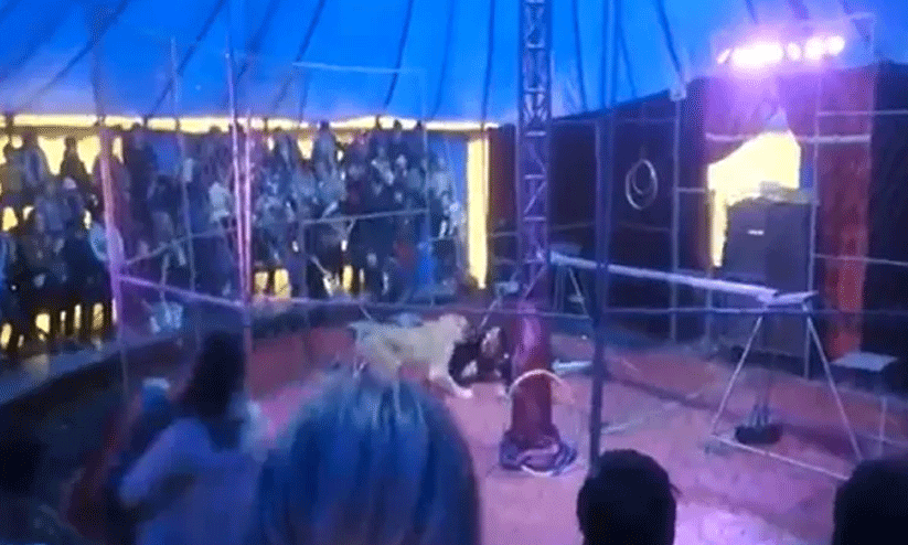 lioness attacked circus trainer