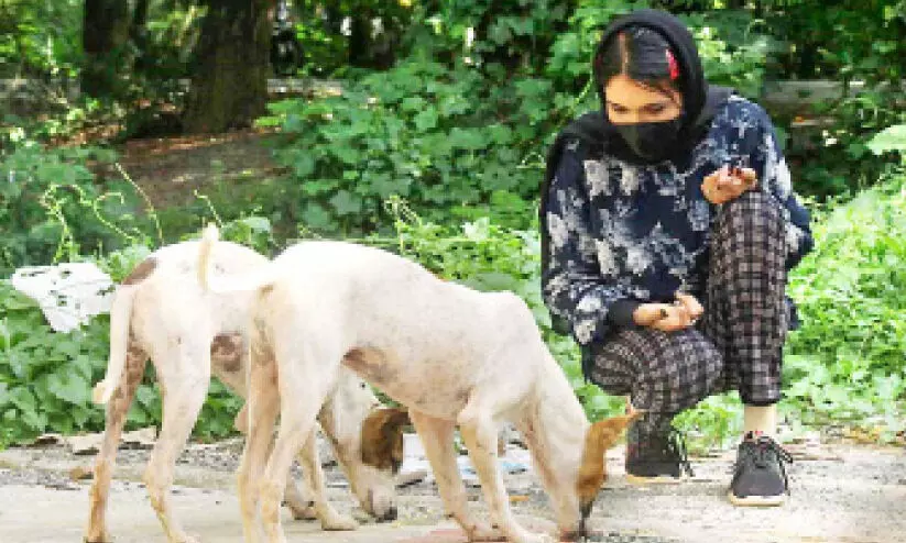 ashla feeding stray dogs