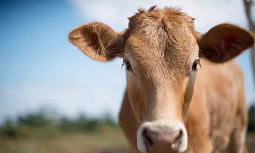 ഉൽപാദനച്ചെലവിൽ 40 ശതമാനം വർധന; ക്ഷീര കര്‍ഷകർ പ്രതിസന്ധിയിൽ