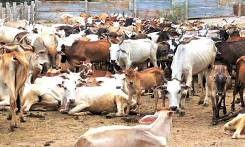 പശുക്കളെ കശാപ്പ്​ ചെയ്​തവരെ പിടിക്കാൻ പരിശോധിച്ചത്​ 1350 കാമറകൾ, ചോദ്യം ചെയ്തത്​​ 110 പേരെ