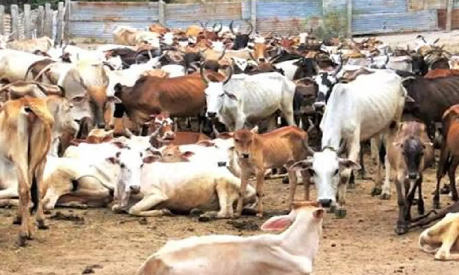 പശുക്കളെ കശാപ്പ്​ ചെയ്​തവരെ പിടിക്കാൻ പരിശോധിച്ചത്​ 1350 കാമറകൾ, ചോദ്യം ചെയ്തത്​​ 110 പേരെ