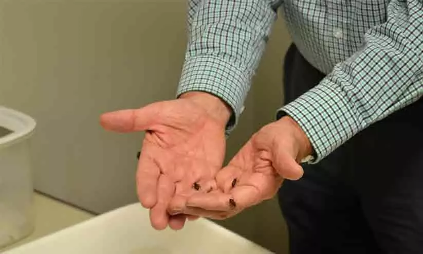 ഇൻഫോപാർക്ക് മേഖലയിൽ പ്രാണിശല്യം ഇൻഫോപാർക്ക് മേഖലയിൽ പ്രാണിശല്യം