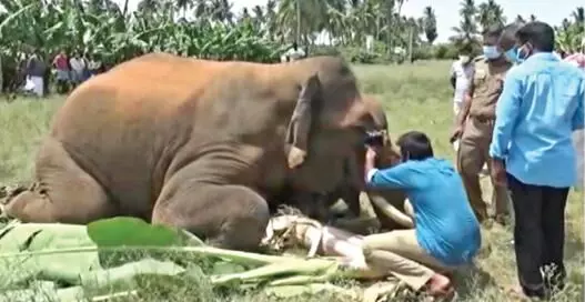 elephant sathymangalam elephant sathymangalam
