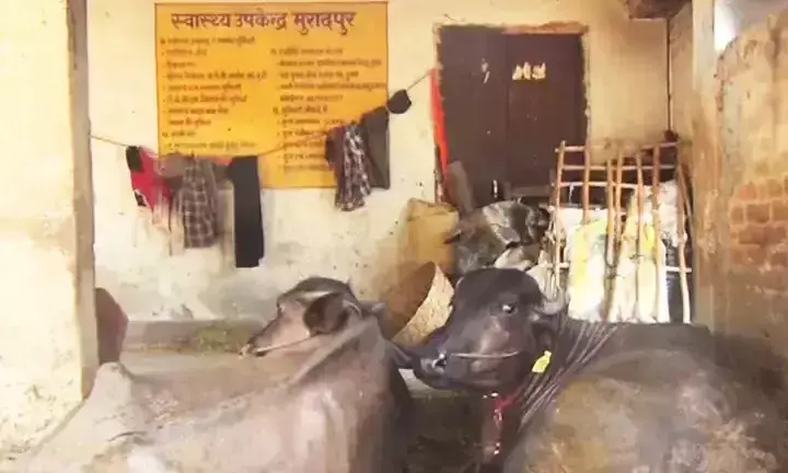 കാലിത്തൊഴുത്തോ അതോ ആരോഗ്യകേന്ദ്രമോ? ബിഹാറിൽ നിന്നൊരു വൈറൽ വിഡിയോ കാലിത്തൊഴുത്തോ അതോ ആരോഗ്യകേന്ദ്രമോ? ബിഹാറിൽ നിന്നൊരു വൈറൽ വിഡിയോ