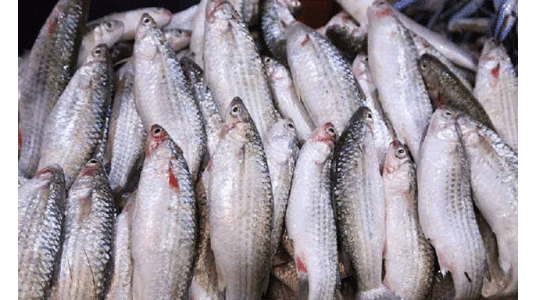 മാ​ലാ​ൻ മ​ത്സ്യം അ​ടു​ത്ത​മാ​സം വി​പ​ണി​യി​ലെ​ത്തും