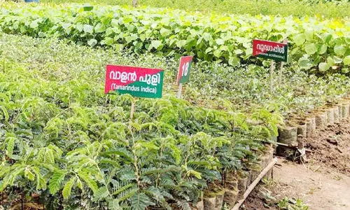 seedings for distribution