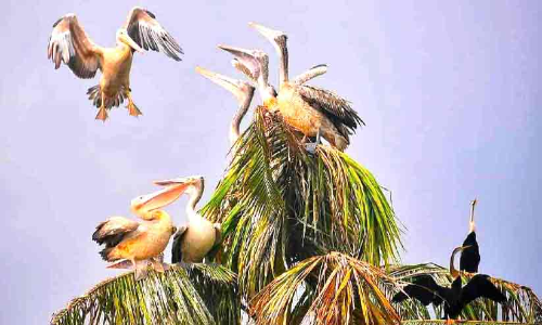 കുമ്പളങ്ങിയിൽ വിരുന്നെത്തി പെലിക്കനുകൾ