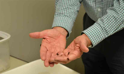 ഇൻഫോപാർക്ക് മേഖലയിൽ പ്രാണിശല്യം