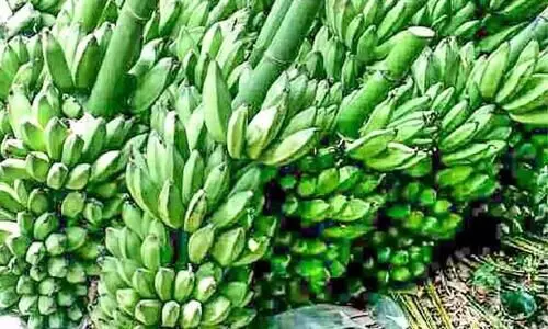 വിലയില്ല; തേനിയിൽ വാഴക്കുലകൾ വെട്ടി മൂടുന്നു