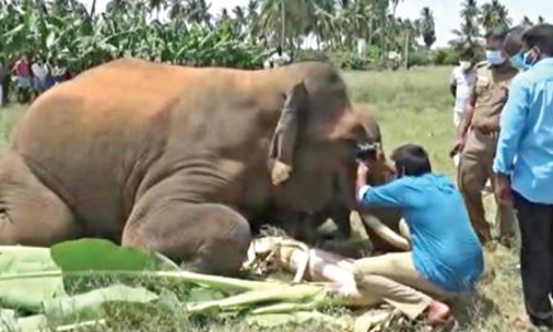 elephant sathymangalam