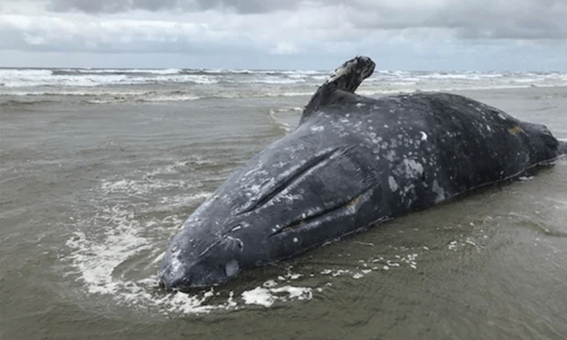 Whale carcass in Gujarat