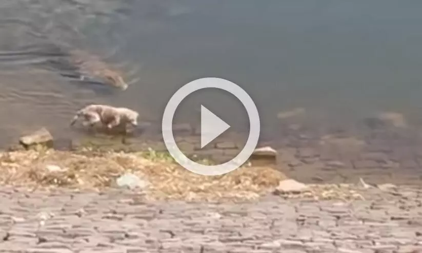 മുതല കരയുക മാത്രമല്ല, പതുങ്ങി വന്ന് ഇരയും പിടിക്കും; ശ്വാസമടക്കിപ്പിടിച്ചേ ഇൗ വിഡിയോ കാണാനാകൂ.. മുതല കരയുക മാത്രമല്ല, പതുങ്ങി വന്ന് ഇരയും പിടിക്കും; ശ്വാസമടക്കിപ്പിടിച്ചേ ഇൗ വിഡിയോ കാണാനാകൂ..