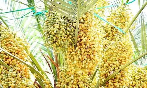 കോ​വി​ഡ് പ്ര​തി​സ​ന്ധി: ഈ​ത്ത​പ്പ​ഴ മേ​ഖ​ല​യി​ലെ പ്ര​തി​വ​ർ​ഷ   ന​ഷ്​​ടം 7,50,000 ട​ൺ