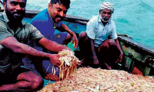 ബോട്ടുകളും മനവും നിറച്ച് ചെമ്മീൻ