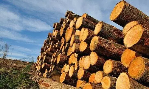 കോവിഡ്​: ചിതലെടുത്ത്​ മരം വ്യവസായം