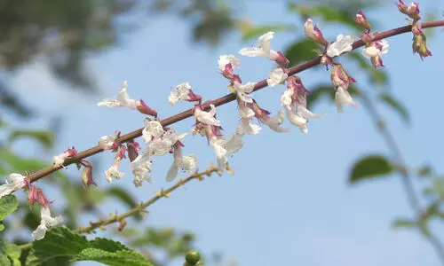 കൊടുംവിഷം മാലത്തിയോണിന് കാട്ടുതൃത്താവ് പ്രതിരോധിയെന്ന് കണ്ടെത്തൽ