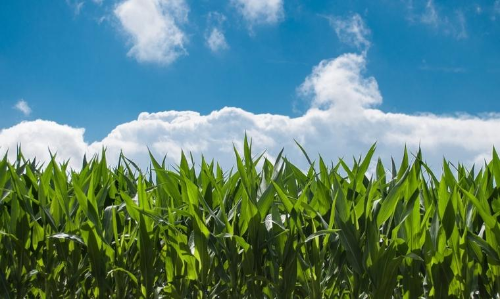 വീട്ടുവളപ്പിൽ ജൈവകൃഷിയൊരുക്കാൻ സഹായം