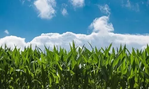 വീട്ടുവളപ്പിൽ ജൈവകൃഷിയൊരുക്കാൻ സഹായം