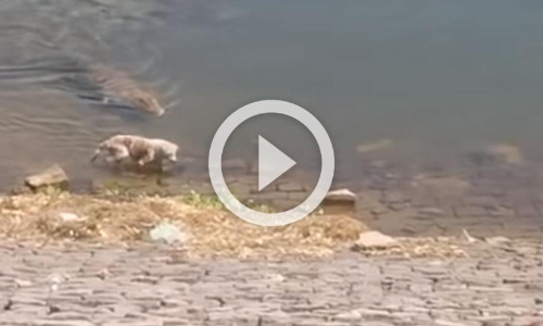 മുതല കരയുക മാത്രമല്ല, പതുങ്ങി വന്ന്​ ഇരയും പിടിക്കും; ശ്വാസമടക്കിപ്പിടിച്ചേ ​ ഇൗ വിഡിയോ കാണാനാകൂ..