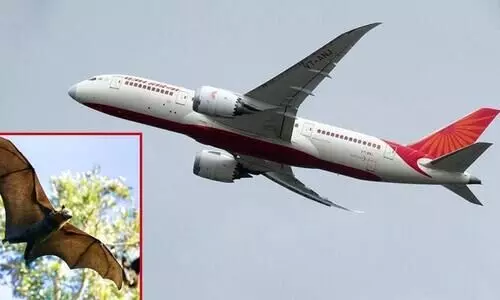 യാത്രക്കാരനായി വവ്വാലും; യു.എസിലേക്ക് പറന്നുയർന്ന വിമാനം ഡല്‍ഹിയില്‍ തിരിച്ചിറക്കി