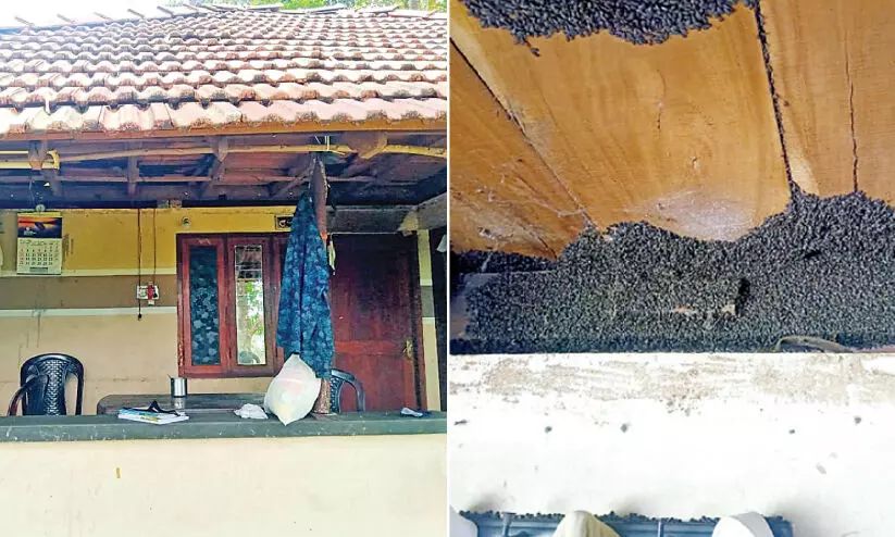 insects problem; vacated house insects problem; vacated house