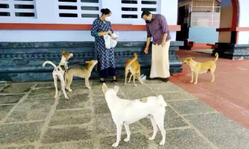feeding parassini dogs