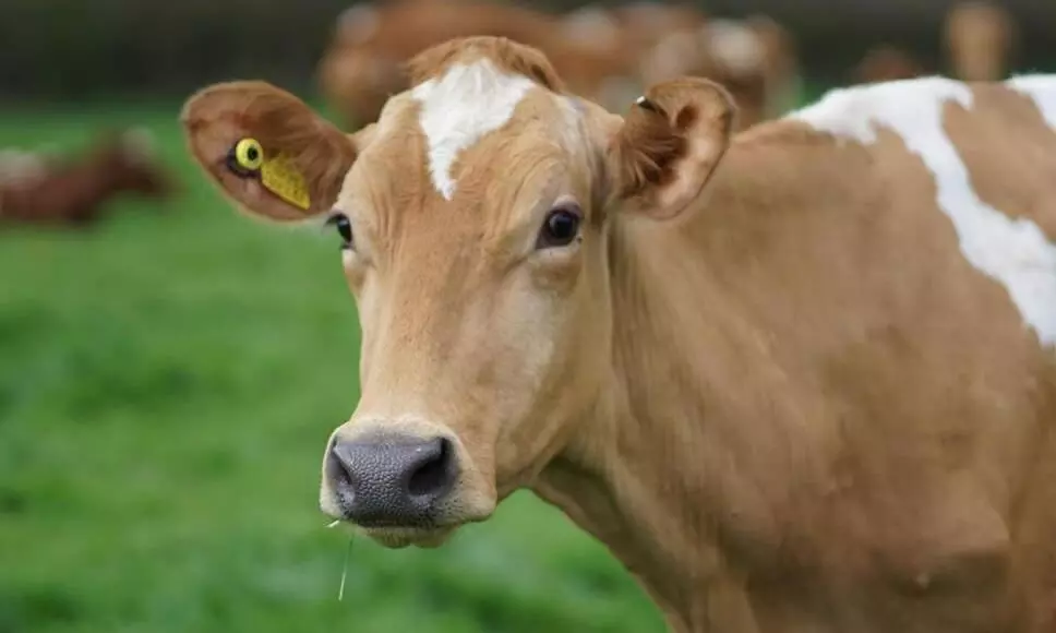 cow