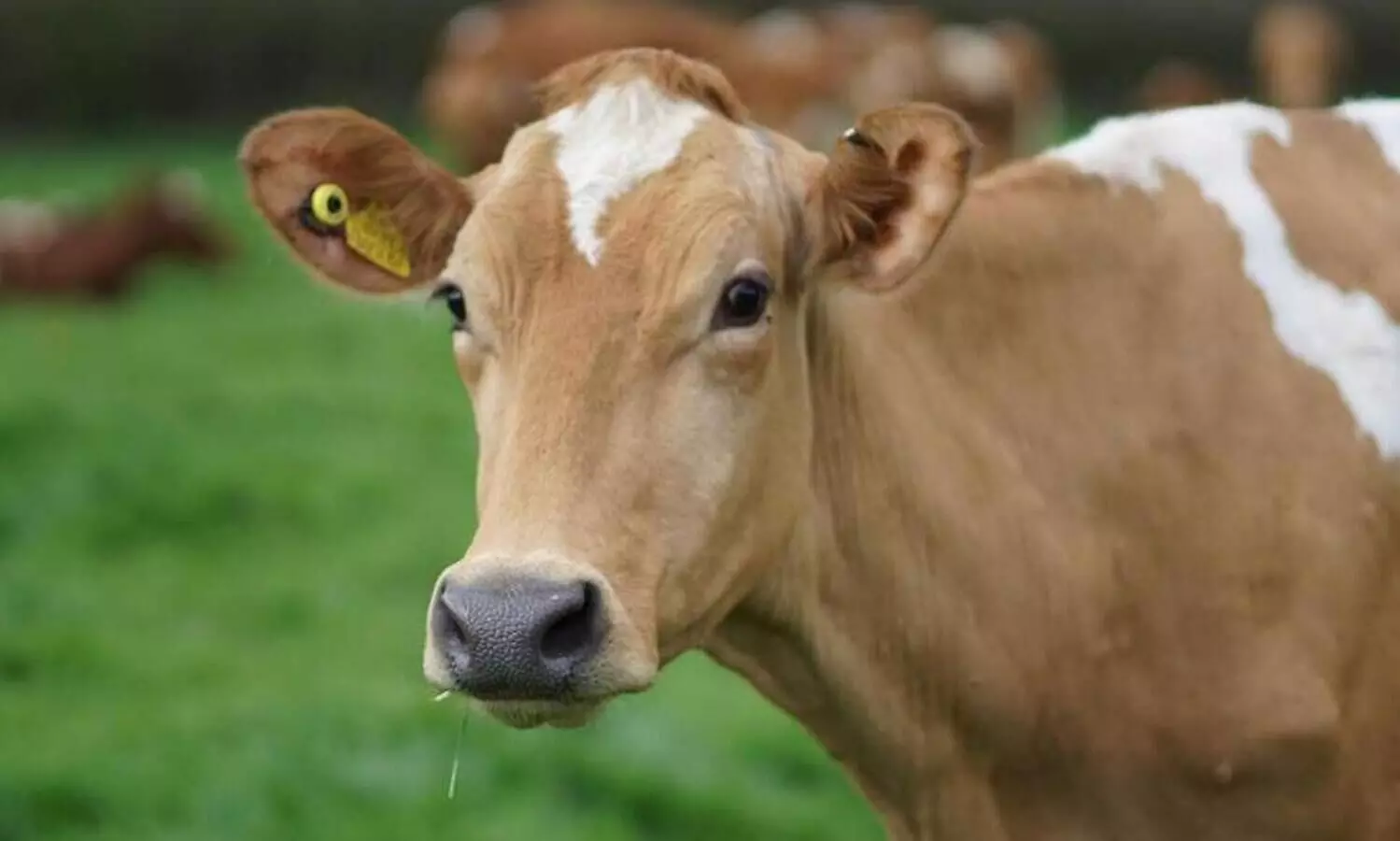 cow