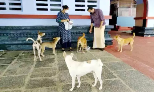 feeding parassini dogs