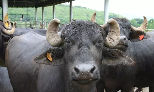 ഭൂമിതർക്കം; മിണ്ടാപ്രാണികളെ പട്ടിണിക്കിട്ട്​ ക്രൂരത: രണ്ട്​ പോത്തുകൾ ചത്തു