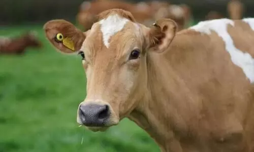 cow