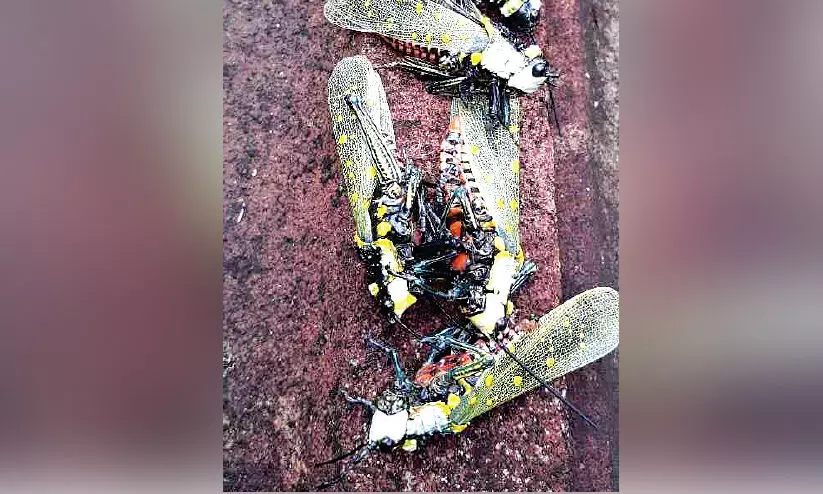 വെട്ടുകിളിയല്ല ഇവൻ പുലി...